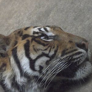 tiger - which subspecies? 140911