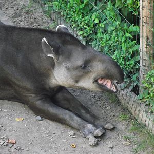 brazilian tapir 140911