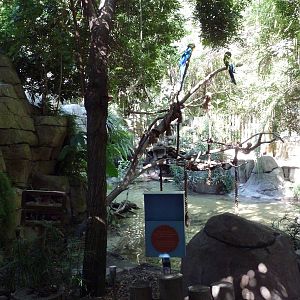 Tropical Rain Forest