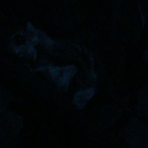 northern flying squirrel 160911