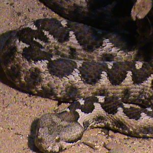 vipera ammodytes 160911