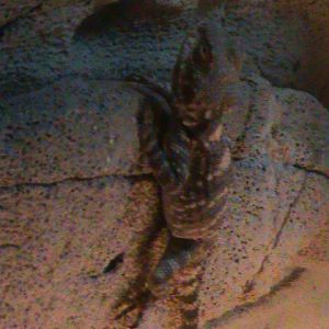 laudakia stellio 160911