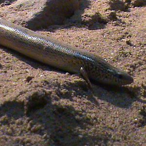chalcides ocellatus 160911