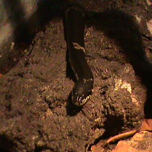 elaphe schrencki 160911