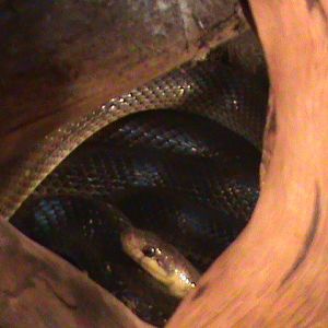 zamenis longissimus 160911