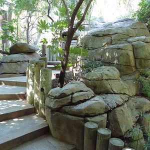 Tropical Rain Forest