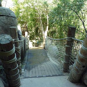 Tropical Rain Forest