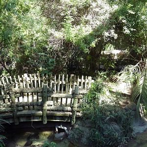 Tropical Rain Forest