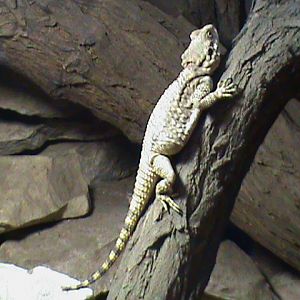 timon lepidus 160911