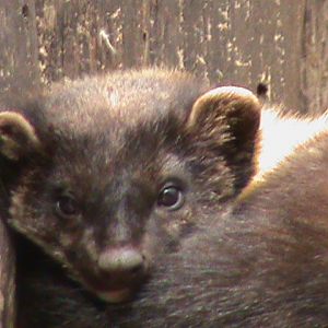 northern yellow throated marten 160911