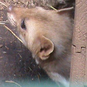 beech or stone marten 160911