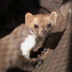 beech or stone marten 160911