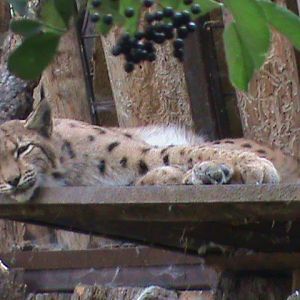 northern lynx 160911