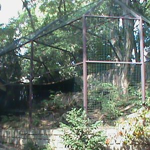 snowy owl aviary 160911