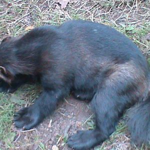 european wolverine 160911