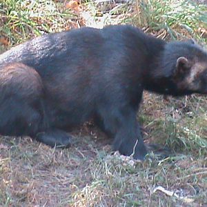 european wolverine 160911