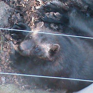 european wolverine 160911