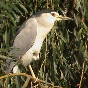 black crowned night heron 160911