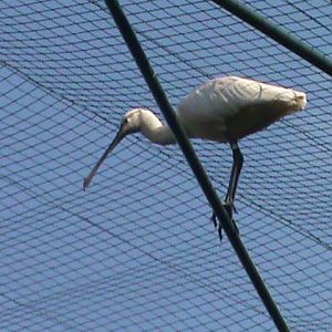 eurasian spoonbill 160911