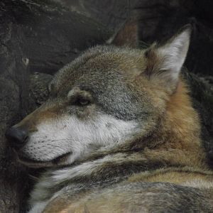 eurasian wolf 160911