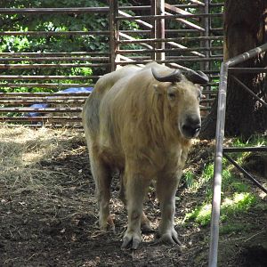 shensi takin ? 160911