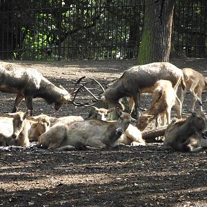 pere davids deer ? 160911