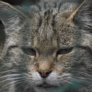 european wildcat 160911
