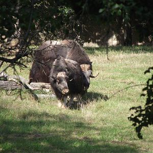 musk ox 160911
