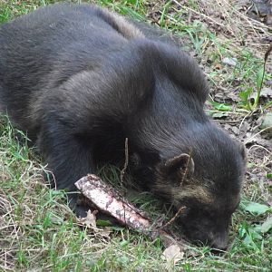 european wolverine 160911