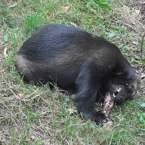 european wolverine 160911