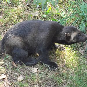 european wolverine 160911