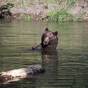 european brown bear 160911