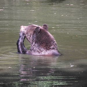 european brown bear 160911