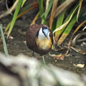 african jacana