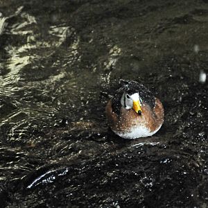 african pygmy goose