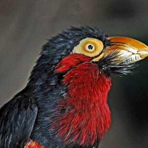 baerded barbet
