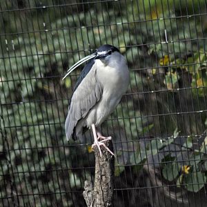 black crowned night heron