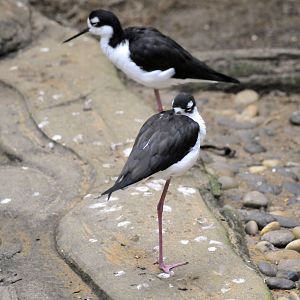 black necked stilt