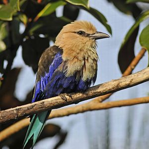blue bellied roller