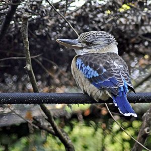 blue winged kookaburra