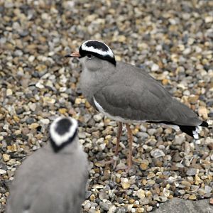 crowned plover or lapwing