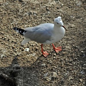 grey headed gull