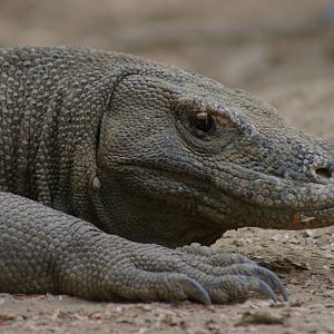 Komodo dragon