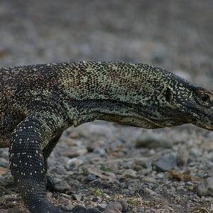 young Komodo dragon