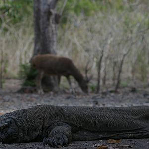 Komodo dragon and future dinner