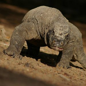 Komodo dragon