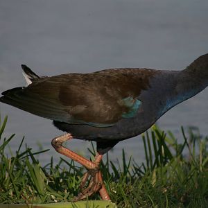 Purple gallinule (Porphyrio porphyrio bellus)