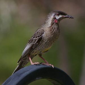 Red wattlebird (Anthochaera carunculata)