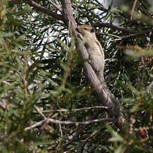 Five-lined palm squirrel (Funambulus pennanti)