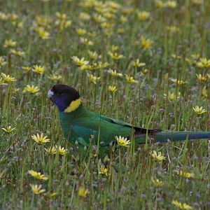 Twenty-eight parakeet (Barnardius zonarius semitorquatus)